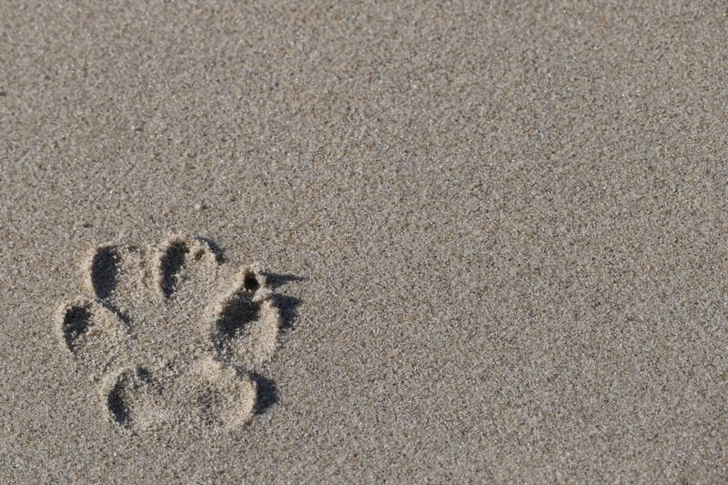 Pet Memorials